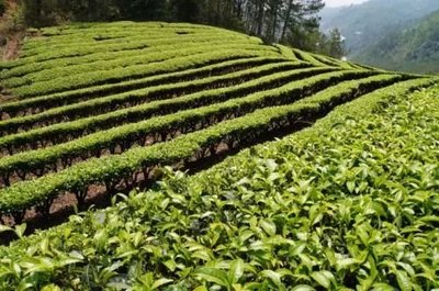 那么美的普洱茶山，千萬別讓開發(fā)熱潮給毀了